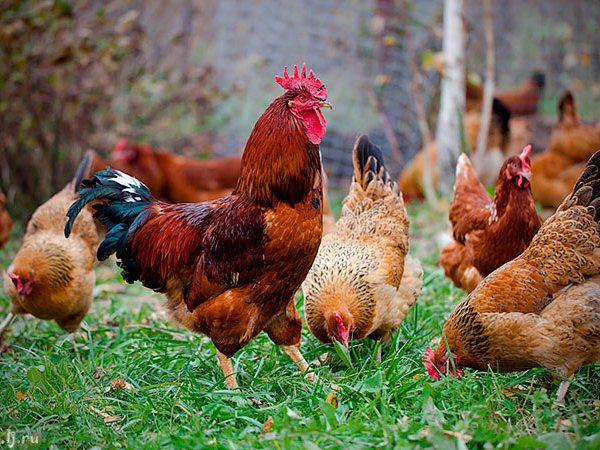 Породы куриц | ЗооТом - продажа, вязка и услуги для животных в Красноперекопске