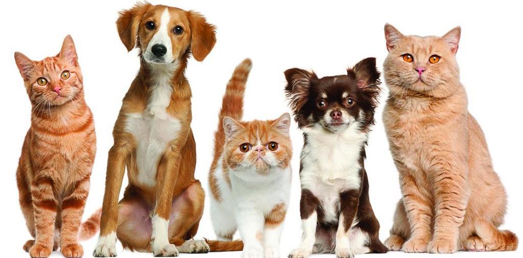Доска объявлений о животных | ЗооТом - продажа, вязка и услуги для животных в Красноперекопске