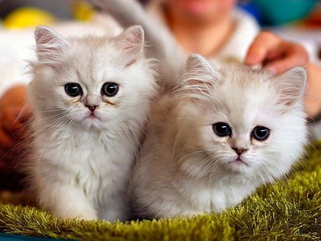 Породы кошек в Красноперекопске | ЗооТом портал о животных