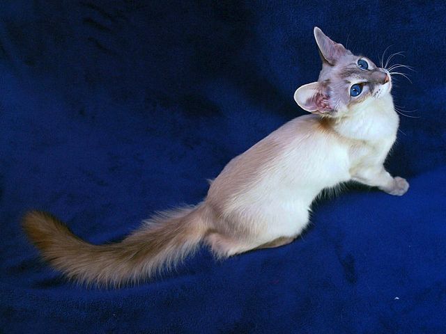 Выведенные породы кошек в Красноперекопске | ЗооТом портал о животных
