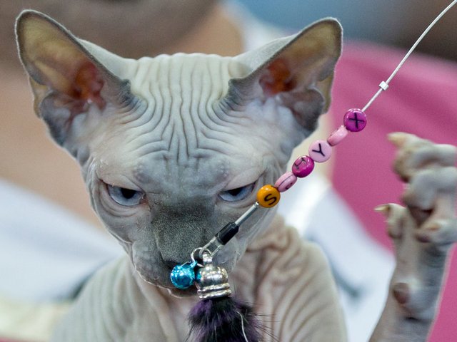 Выставки кошек в Красноперекопске | ЗооТом портал о животных