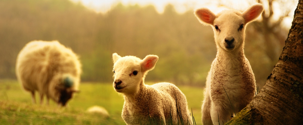Объявления о сельскохозяйственных животных | ЗооТом - продажа, вязка и услуги для животных в Красноперекопске