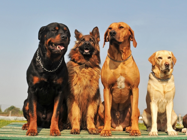 Крупные породы собак в Красноперекопске | ЗооТом портал о животных